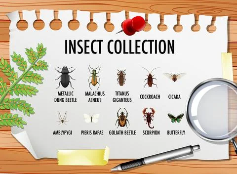 Set of insect collection with stationary elements on the table Illustrazione stock