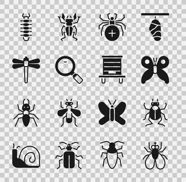 Set Insect fly, Beetle bug, Butterfly, Spider, Magnifying glass, Dragonfly 스톡 일러스트