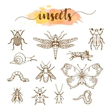 Set of insects doodle sketch Stock Illustration