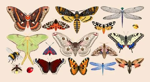 Set of insects Stock Illustration