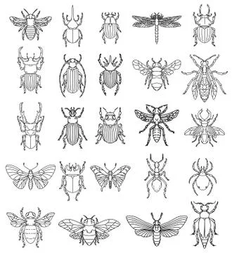 Set of insects illustrations on white background. Design elements for logo, l Illustrazione stock