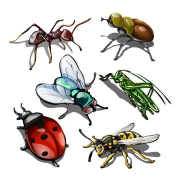 Set of insects isolated on white background. Vector illustration. Stock Illustration