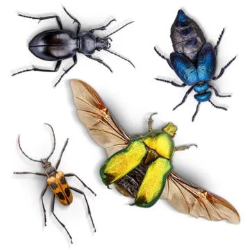 Set of insects Stock Photos
