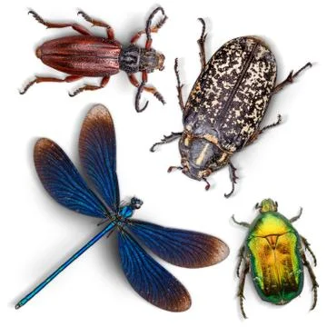 Set of insects Stock Photos