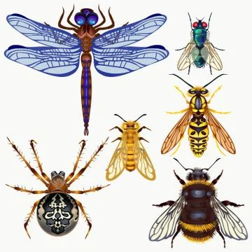 Set of insects. Top view. Stock Illustration