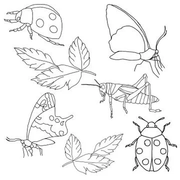 Set of insects on a white background. Illustrazione stock