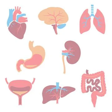 Set of internal organs. Human body anatomy. Health care and medical icons. Stock Illustration