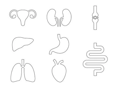Set of internal organs line icons. Stock Illustration