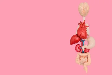 Set of Internal Organs Models Arranged Anatomically Correct Foto stock