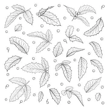 Set of isolated black and white holly, ilex branch with leaves on white bac.. Stock Illustration