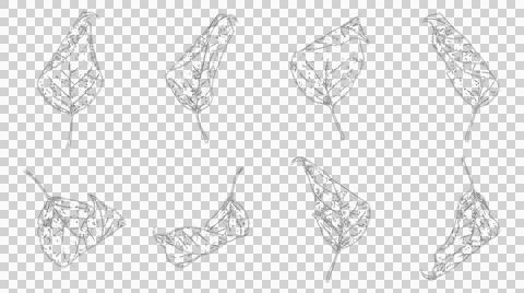 Set of isolated black and white leaf sketches for botanical design and natu.. Illustration