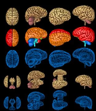 Set of isolated brain renders Illustrazione stock