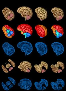 Set of isolated brain renders Stock Illustration
