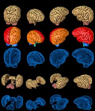 Set of isolated brain renders - xray style image 스톡 일러스트