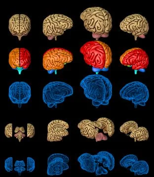 Set of isolated brain renders - xray style image 스톡 일러스트