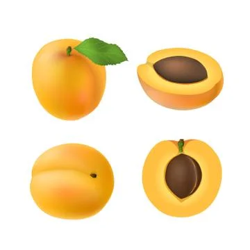 Set of isolated colored apricot, half, slice with pit and whole juicy fruit with Stock Illustration