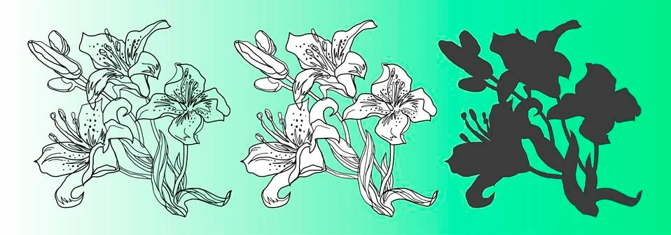 Set of isolated design elements of Lily flowers. Stock Illustration