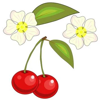 A set of isolated elements of flowers and cherries on a white background . Stock Illustration