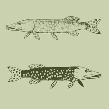 Set of isolated hand painted pike fish Illustrazione stock