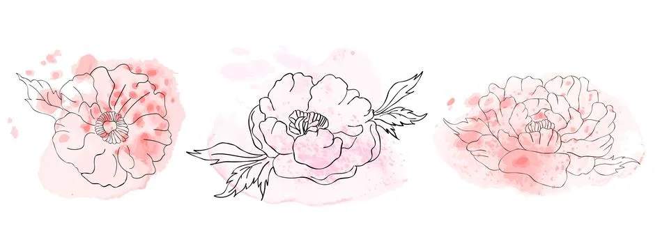 Set of isolated linear peonies white background Monolinear flowers watercolor Stock Illustration