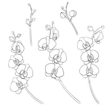 Set of isolated orchids Stock Illustration