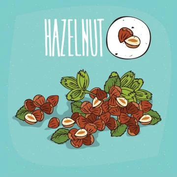 Set of isolated plant Hazelnut nuts herb Stock Illustration