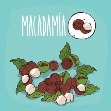 Set of isolated plant Macadamia nuts herb Illustrazione stock