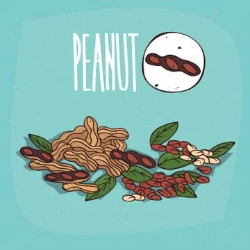Set of isolated plant Peanut nuts herb Illustrazione stock