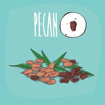Set of isolated plant Pecan nuts herb Stock Illustration