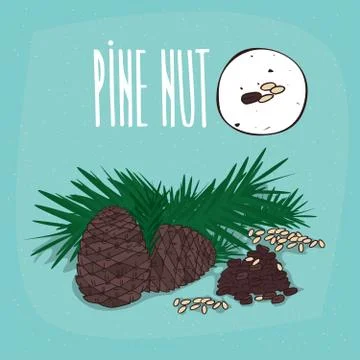 Set of isolated plant Pine nut seeds herb Stock Illustration