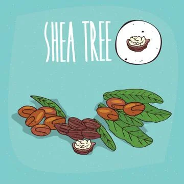 Set of isolated plant Shea tree nuts herb Illustrazione stock