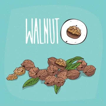 Set of isolated plant Walnut nuts herb Stock Illustration