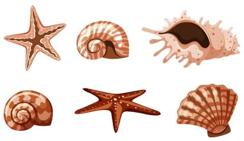 Set of isolated seashells in brown color 스톡 일러스트