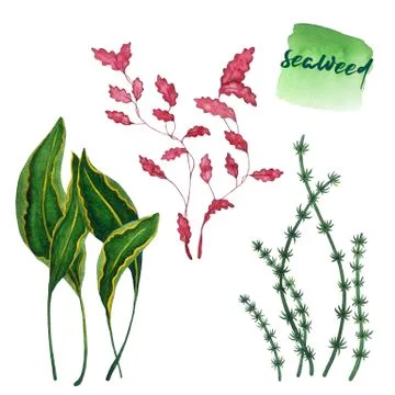 Set of isolated watercolor algae. 스톡 일러스트