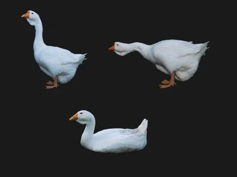 Set of isolated white geese on a dark background Foto stock