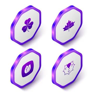 Set Isometric Clover, Canadian maple leaf, Leaf and Chestnut icon. Purple Illustrazione stock