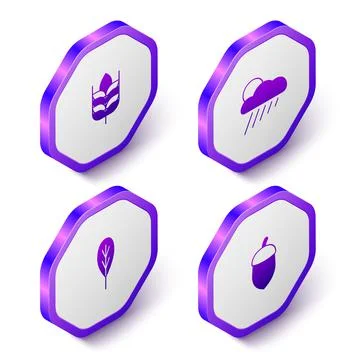 Set Isometric Wheat, Cloud with rain and sun, Leaf and Acorn icon. Purple Stock Illustration
