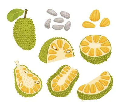 Set of jackfruit collection kit with Ripe Bright Green Jackfruit with Seed .. Stock Illustration