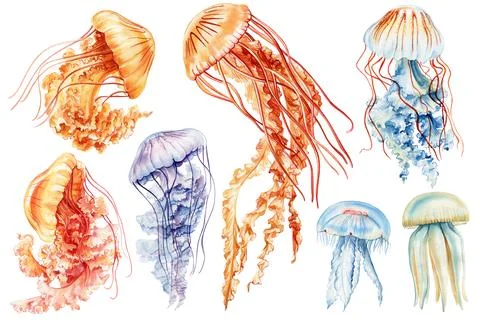 Set Jellyfish isolated white background. Watercolor tropical jellyfish aquatic Stock Illustration