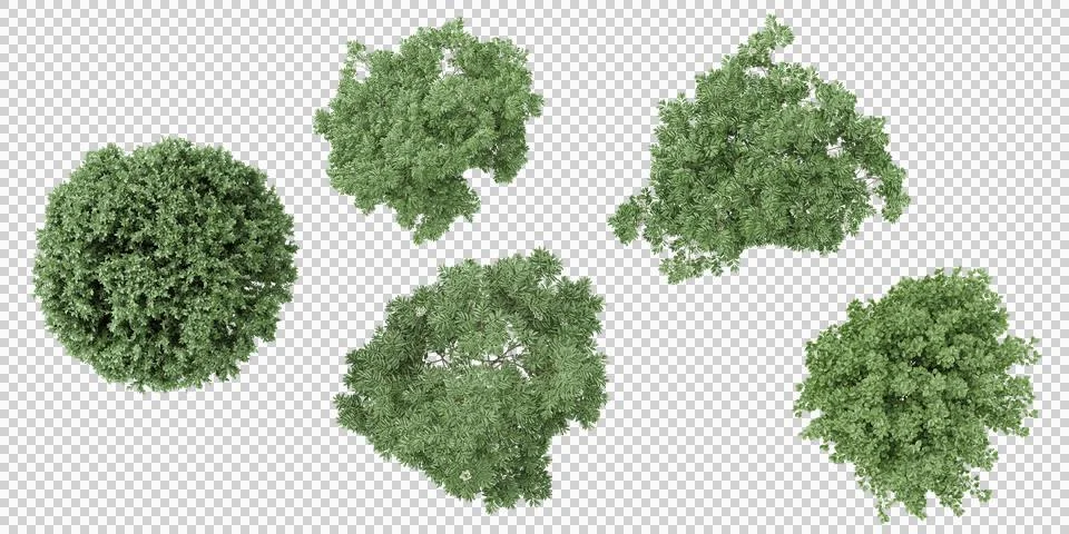 Set of Jungle Elm,Willow trees 3D rendering. top view, plan view, for illus.. Stock Illustration
