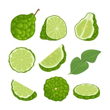 Set of kaffir lime fruit collection kit, vector illustration. Labeled slice.. イラスト素材