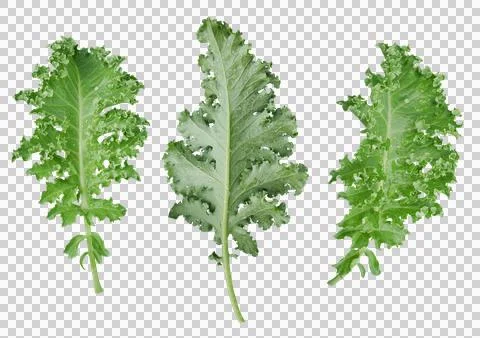 Set of Kale leaf salad vegetable isolated on transparent background. Stock Photos