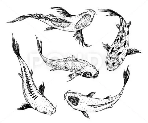 Set of Koi carps, japanese fish. korean animals. Engraved hand drawn line art Stock Illustration