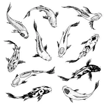 Set of Koi carps, japanese fish. korean animals. Engraved hand drawn line art Stock Illustration