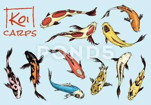 Set of Koi carps, japanese fish. colored korean animals. Sea creature. Engraved Stock Illustration