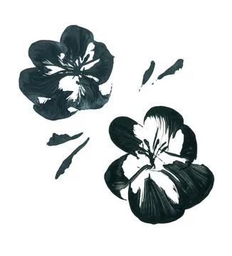 Set of large black and white isolated apple flowers with graceful curved petals Stock Illustration