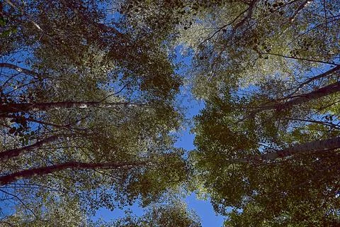 Set of large trees seen from below Stock Photos