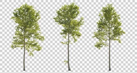 Set of large trees sycamore platanus trees isolated png in sunny daylight Illustrazione stock