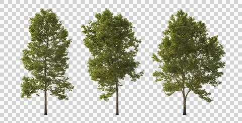 Set of large trees sycamore platanus trees isolated png Cloudy Illustrazione stock