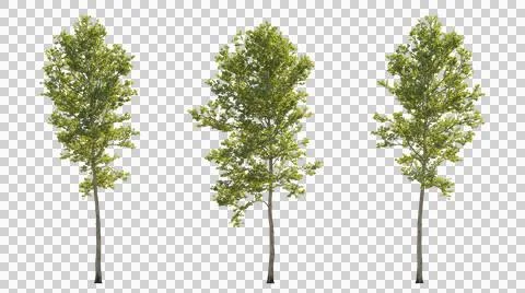 Set of large trees sycamore platanus trees isolated png in sunny daylight Illustrazione stock